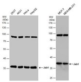 Monoclonal Anti-COPS5 antibody produced in mouse