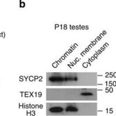 Anti-Histone H3 Antibody, clone 6.6.2 clone 6.6.2, Upstate&#174;, from mouse