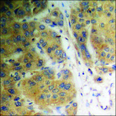 Anti-phospho-Vinculin (pTyr821) antibody produced in rabbit affinity isolated antibody