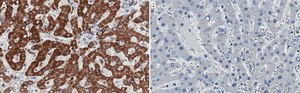 Anti-pro-Cathepsin D Antibody, clone 1D16 ZooMAb&#174; Rabbit Monoclonal recombinant, expressed in HEK 293 cells