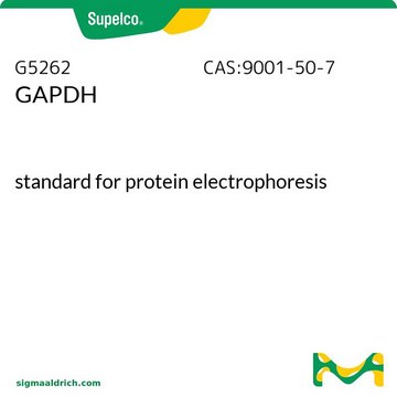 GAPDH standard for protein electrophoresis
