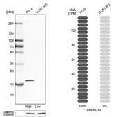 Anti-CHCHD10 antibody produced in rabbit Prestige Antibodies&#174; Powered by Atlas Antibodies, affinity isolated antibody, buffered aqueous glycerol solution
