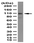 Anti-GluR2 Antibody from rabbit, purified by affinity chromatography