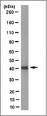 Anti-FFAR3/GPR41 Antibody, clone 16F4.1 clone 16F4.1, from mouse