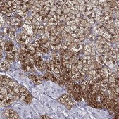 Anti-AKR1B1 antibody produced in rabbit Prestige Antibodies® Powered by Atlas Antibodies, affinity isolated antibody