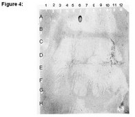 ChIPAb+ Acetyl Histone H3 (Lys23) - ChIP Validated Antibody and Primer Set serum, from rabbit