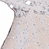 Monoclonal Anti-POU3F2 antibody produced in mouse Prestige Antibodies&#174; Powered by Atlas Antibodies, clone CL6232, purified immunoglobulin, buffered aqueous glycerol solution