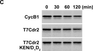 Anti-Cyclin B1 antibody produced in rabbit IgG fraction of antiserum, buffered aqueous solution