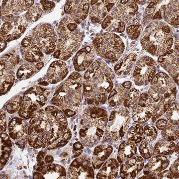 Anti-STK17A antibody produced in rabbit Prestige Antibodies&#174; Powered by Atlas Antibodies, affinity isolated antibody, buffered aqueous glycerol solution