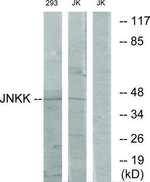 Anti-JNKK, C-Terminal antibody produced in rabbit affinity isolated antibody