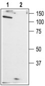Anti-TRPC1 antibody produced in rabbit affinity isolated antibody, lyophilized powder