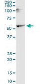 Monoclonal Anti-CNR1, (N-terminal) antibody produced in mouse clone 1F9, purified immunoglobulin, buffered aqueous solution