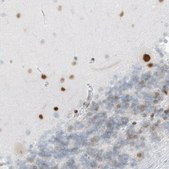 Monoclonal Anti-MEF2C antibody produced in mouse Prestige Antibodies&#174; Powered by Atlas Antibodies, clone CL0369, purified immunoglobulin, buffered aqueous glycerol solution