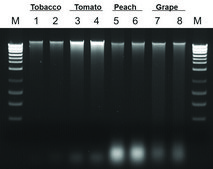 Plant/Fungi DNA Isolation Kit sufficient for 50&#160;purifications
