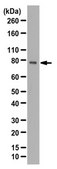 Anti-SLC5A3 Antibody from rabbit, purified by affinity chromatography
