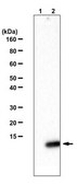 Anti-dimethyl-Histone H4 (Arg3) Asymmetric Antibody from rabbit, purified by affinity chromatography