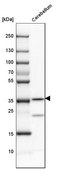 Anti-CA8 antibody produced in rabbit Prestige Antibodies® Powered by Atlas Antibodies, affinity isolated antibody, buffered aqueous glycerol solution