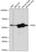 Anti- PTEN antibody produced in rabbit