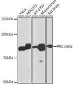 Anti-PKC delta Antibody, clone 7I5U6, Rabbit Monoclonal