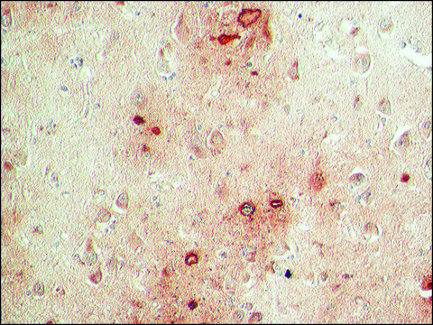 Anti-Presenilin-1 (S182) antibody produced in rabbit IgG fraction of antiserum, buffered aqueous solution