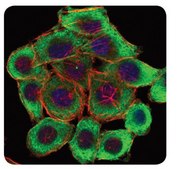 Anti-LIMS1, clone 5G7 Antibody ascites fluid, clone 5G7, from mouse