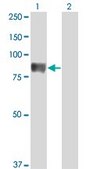 Monoclonal Anti-TIAM2 antibody produced in mouse clone 3C1, purified immunoglobulin, buffered aqueous solution