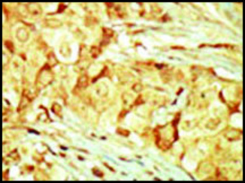 Anti-MOK (C-term) antibody produced in rabbit IgG fraction of antiserum, buffered aqueous solution