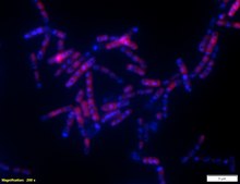 Alphaproteobacteria FISH probe-Cy3 Probe for fluorescence in situ hybridization (FISH), 20&#160;&#956;M in water