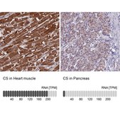 Anti-CS antibody produced in rabbit Prestige Antibodies&#174; Powered by Atlas Antibodies, affinity isolated antibody, buffered aqueous glycerol solution