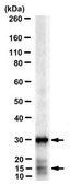 Anti-&#945;-Synuclein Antibody, clone SOY1 clone SOY1, from mouse