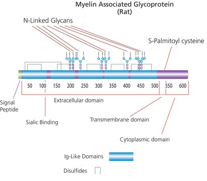 Myelin-Associated Glycoprotein/Fc Chimera from rat &gt;95% (SDS-PAGE), recombinant, expressed in NSO cells, lyophilized powder