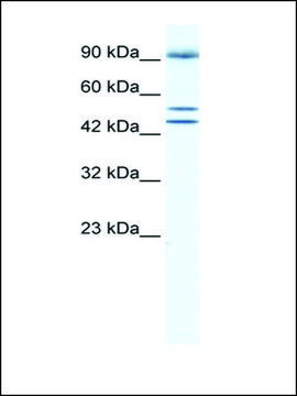Anti-BRD2 (AB1) antibody produced in rabbit affinity isolated antibody