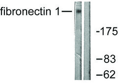 Anti-Fibronectin 1 antibody produced in rabbit affinity isolated antibody