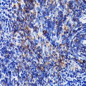Anti-SHP1 antibody produced in rabbit