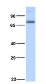 Anti-TAP1 antibody produced in rabbit affinity isolated antibody