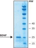 Brain-derived neurotrophic factor human BDNF, recombinant, expressed in E. coli, lyophilized powder, suitable for cell culture