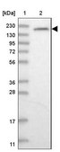 Anti-GEMIN5 antibody produced in rabbit Prestige Antibodies&#174; Powered by Atlas Antibodies, affinity isolated antibody, buffered aqueous glycerol solution