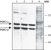 Anti-PSPC1 (C-terminal) antibody produced in rabbit ~1.0&#160;mg/mL, affinity isolated antibody
