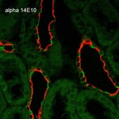 Monoclonal Anti-ENaC alpha-Allophycocyanin antibody produced in mouse clone 14E10
