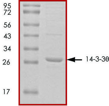 14-3-3 &#952;, untagged human recombinant, expressed in E. coli, &#8805;70% (SDS-PAGE), buffered aqueous glycerol solution