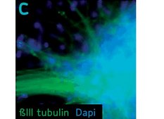 Human Neural Stem Cell Characterization Kit The Human Neural Stem Cell Characterization Kit contains three molecular markers, Nestin, Sox 2 &amp; Musashi that are frequently used to identify neural stem/progenitor cells.