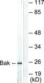 Anti-BAK antibody produced in rabbit affinity isolated antibody