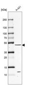Anti-PTEN antibody produced in rabbit Prestige Antibodies&#174; Powered by Atlas Antibodies, affinity isolated antibody, buffered aqueous glycerol solution