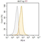 Anti-LAMP2 Antibody, clone H4B4 ZooMAb&#174; Mouse Monoclonal recombinant, expressed in HEK 293 cells