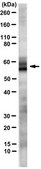 Anti-TRF2 Antibody, clone T2JKM3 clone T2JKM3, from mouse