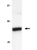 Anti-Cyclin B1 Antibody, clone GNS3 (8A5D12) clone GNS3 (8A5D12), Upstate&#174;, from mouse
