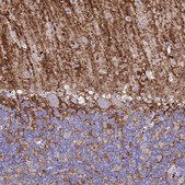 Monoclonal Anti-AQP4 antibody produced in mouse Prestige Antibodies&#174; Powered by Atlas Antibodies, clone CL0178, purified immunoglobulin, buffered aqueous glycerol solution