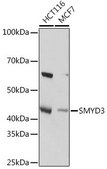 Anti-SMYD3 antibody produced in rabbit