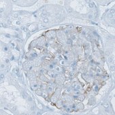 Monoclonal Anti-PLA2R1 antibody produced in mouse Prestige Antibodies&#174; Powered by Atlas Antibodies, clone CL0474, purified immunoglobulin, buffered aqueous glycerol solution