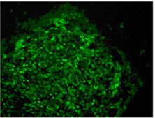 Anti-TRA-1-60 Antibody, clone TRA-1-60, FITC conjugate clone TRA-1-60, from mouse, FITC conjugate
